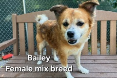 Bailey-