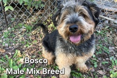 Bosco-