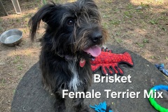 Brisket