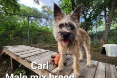 Carl