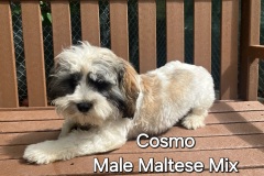 Cosmo