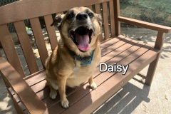 Daisy