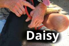 Daisy