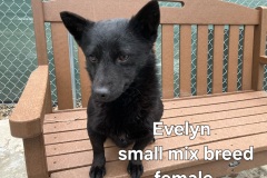 Evelyn-