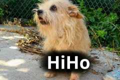 HiHo