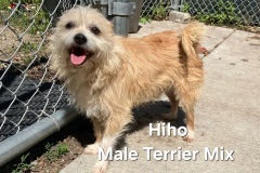 Hiho