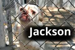 Jackson