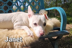 Janet