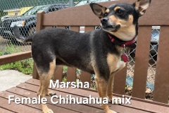 Marsha