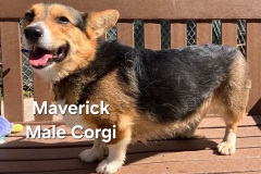 Maverick-