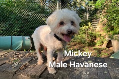 Mickey