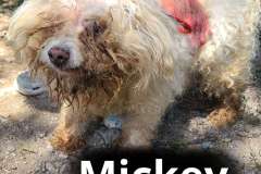 Mickey