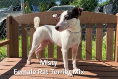 Misty