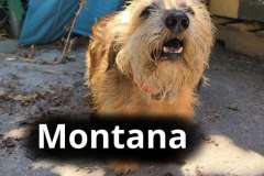Montana