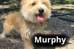 Murphy