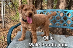 Ollie-