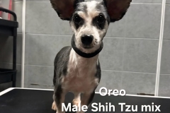 Oreo