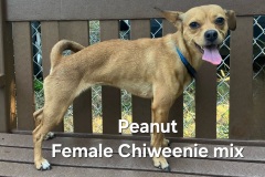 Peanut-
