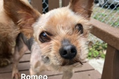 Romeo-