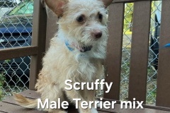 Scruffy-