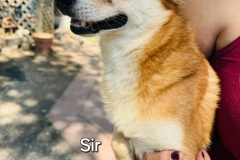 Sir