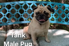 Tank