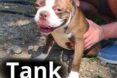 Tank