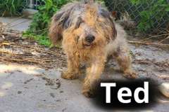 Ted
