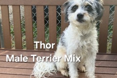 Thor