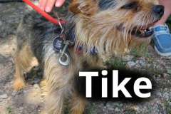 Tike