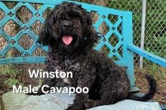 Winston