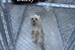 Daisy
