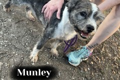 Munley