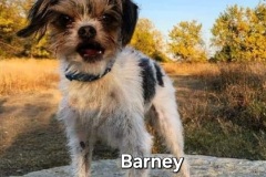 Barney